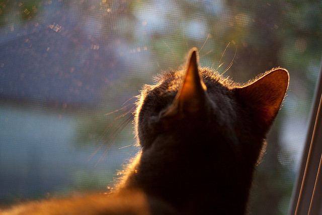 “世界游泳锦标赛新加坡:水上芭蕾选手成全场焦点”