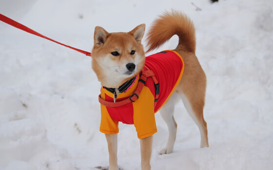 “沙滩合球新兴运动，天府新区挑战极限”