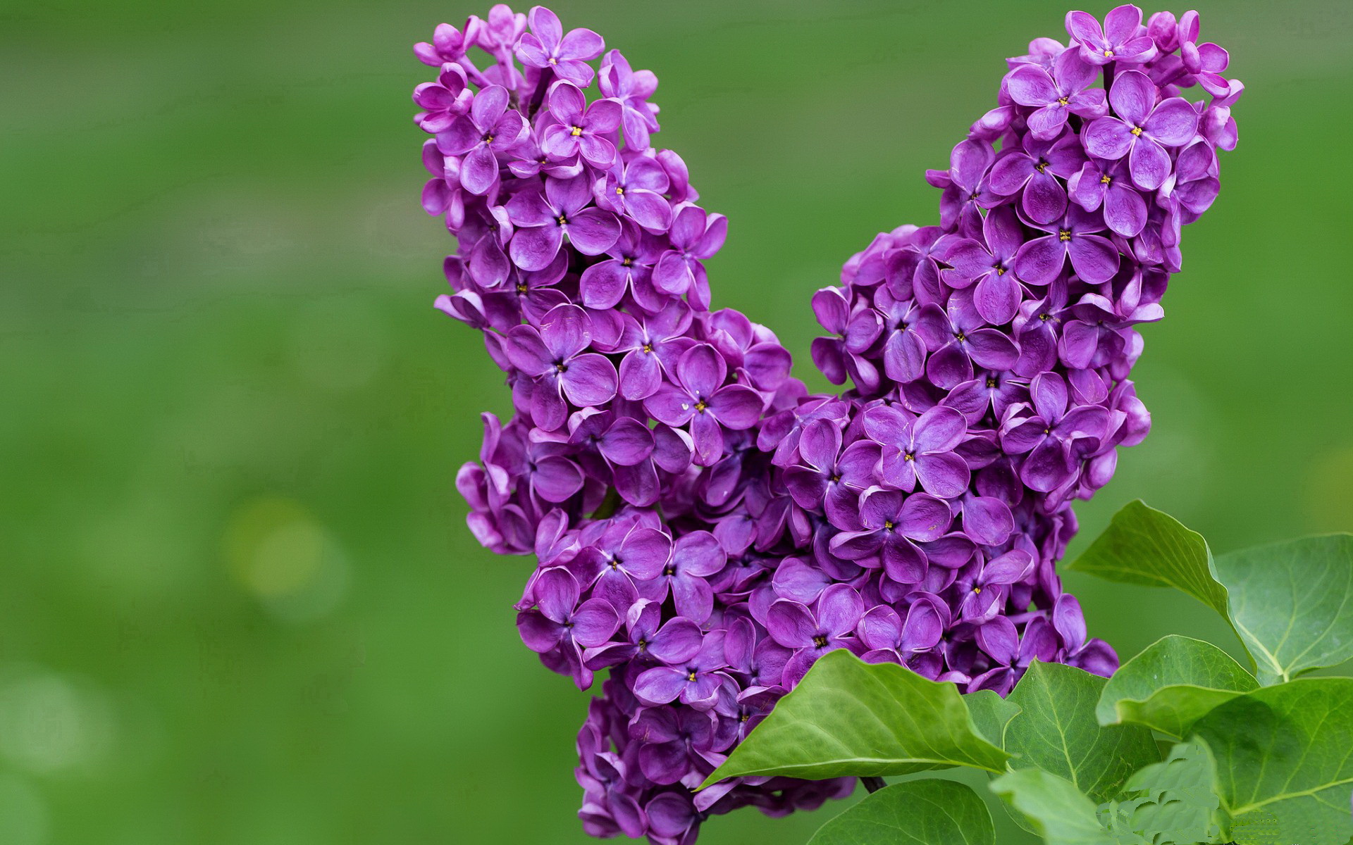 五大联赛球迷文化对球队士气的实际作用，球队文化的几要素