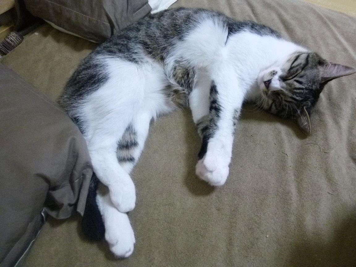 体能分配科学，冲刺阶段完成度高，体能如何分类