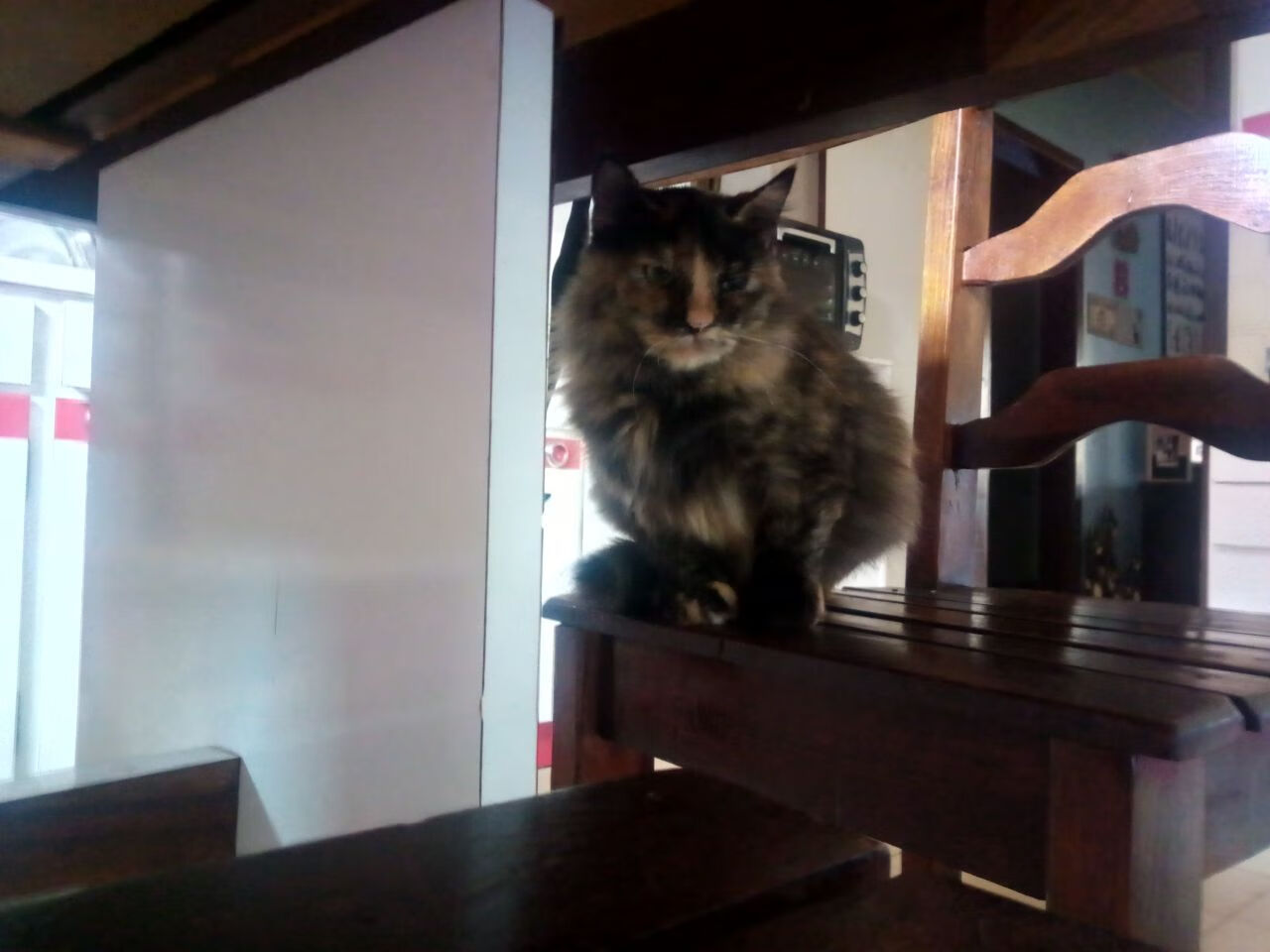 新加坡队赛制剖析：如何通过灵活调整赛制迎接每场挑战，新加坡赛制注重什么