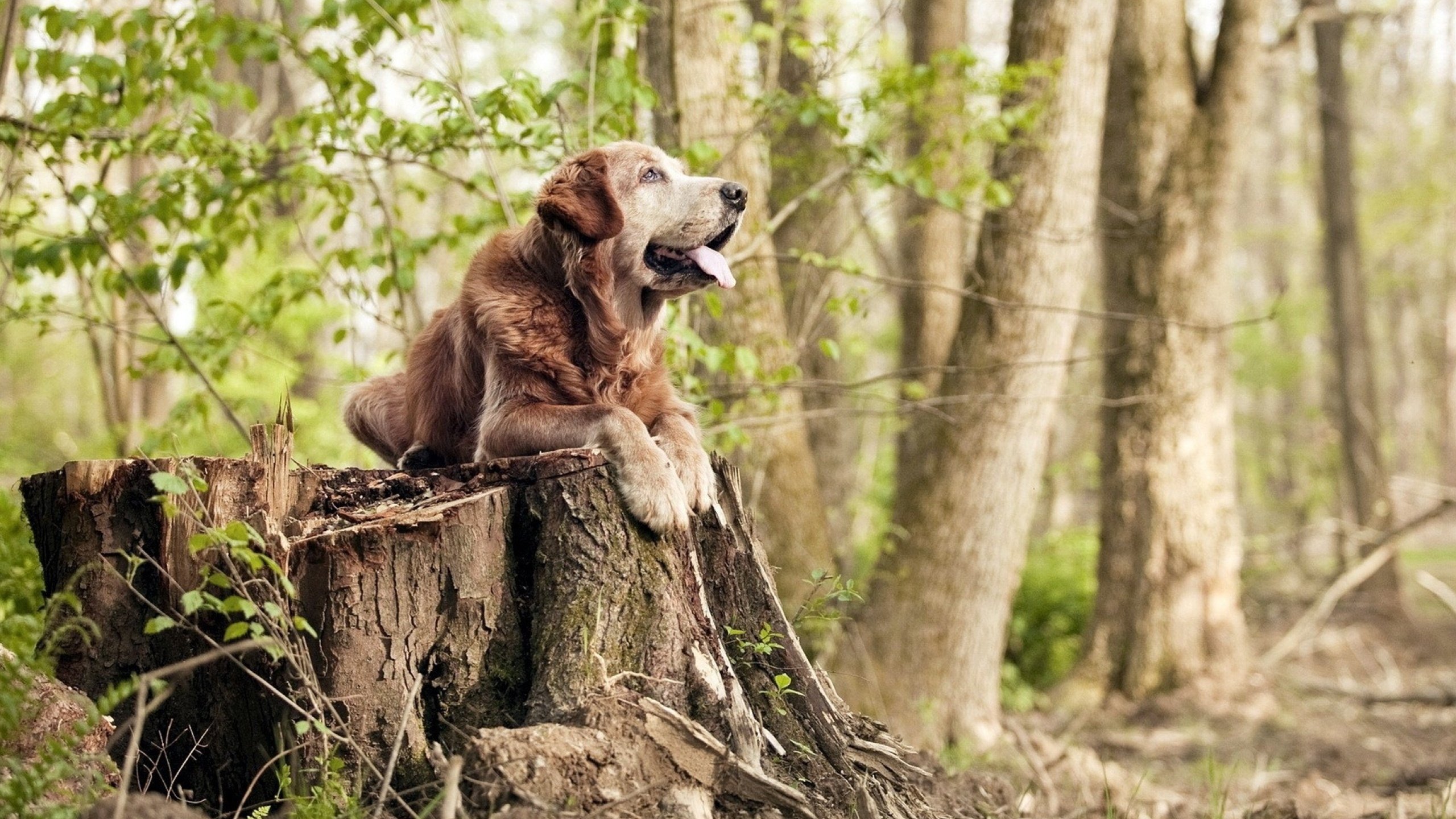 滑雪场所安全检查全面开展，滑雪场安全生产检查