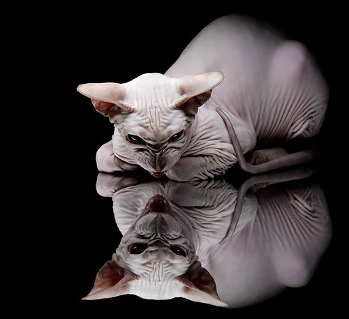 球队氛围和谐，凝聚力成夺冠关键，如何增强球队凝聚力