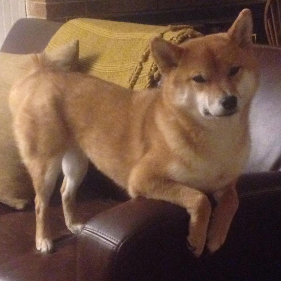 “马科斯·梅特罗的全能技术，让阿根廷美洲狮队稳居世界橄榄球强国”