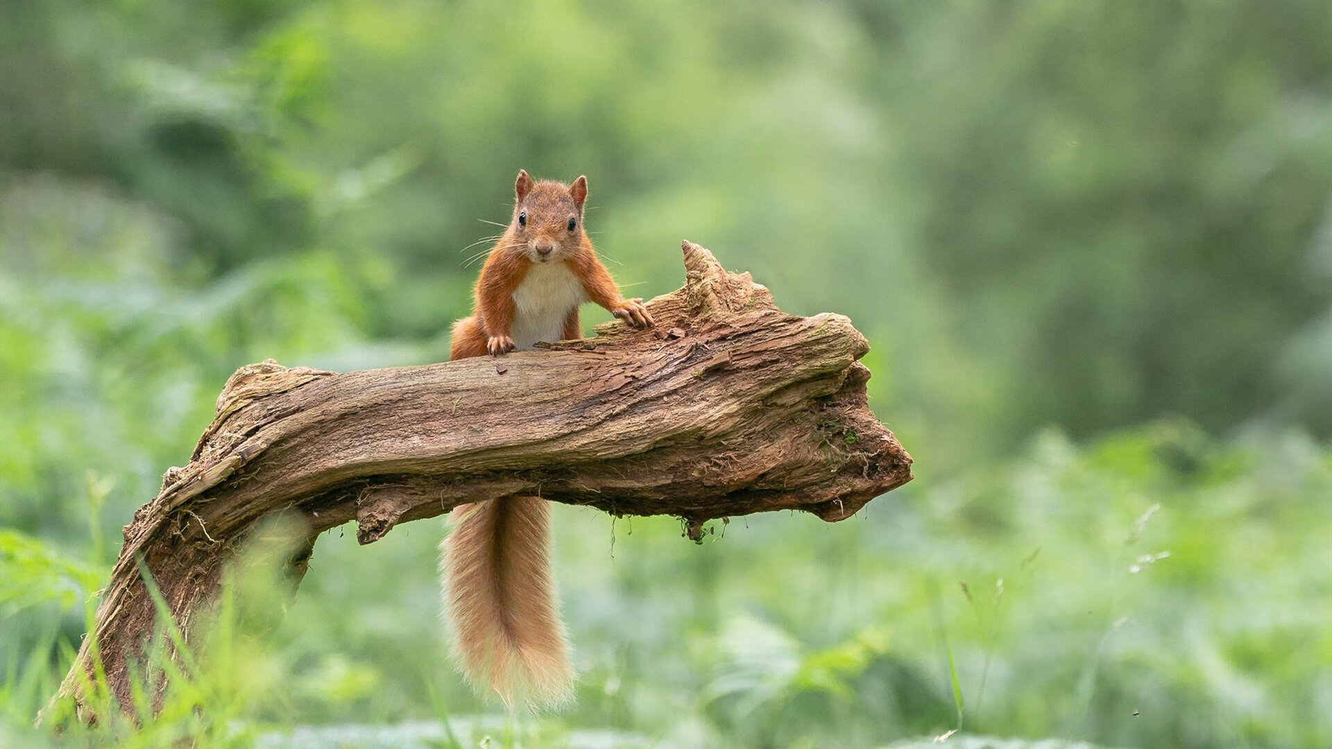 主力球员高强度对抗中保持技术动作稳定展现专业素养,防守球员主动对抗进攻球员